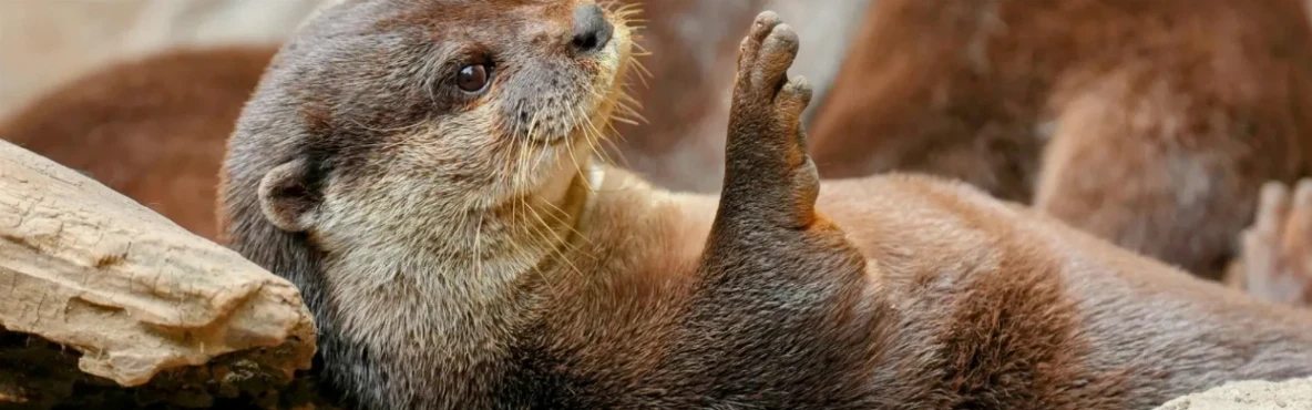 Discovering Morro Bay’s Wildlife: Sea Otters, Coastal Birds & Ocean Life