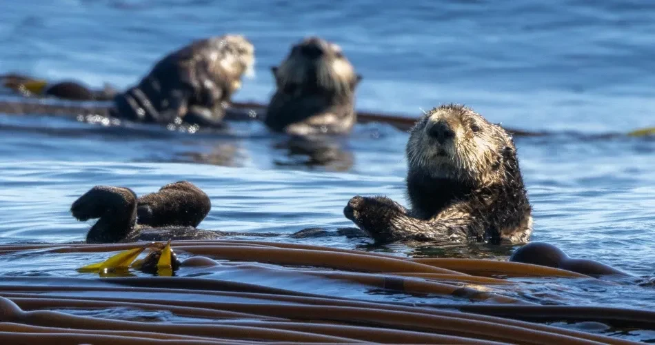 Discovering Morro Bay’s Wildlife: Sea Otters, Coastal Birds & Ocean Life