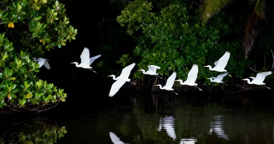 Discovering Morro Bay’s Wildlife: Sea Otters, Coastal Birds & Ocean Life
