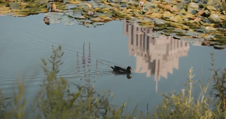 Discovering Morro Bay’s Wildlife: Sea Otters, Coastal Birds & Ocean Life