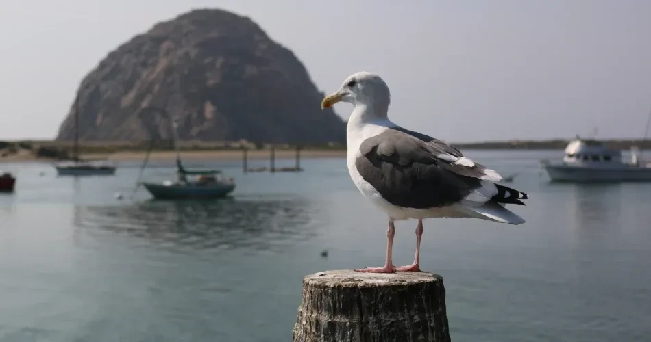 Discovering Morro Bay’s Wildlife: Sea Otters, Coastal Birds & Ocean Life