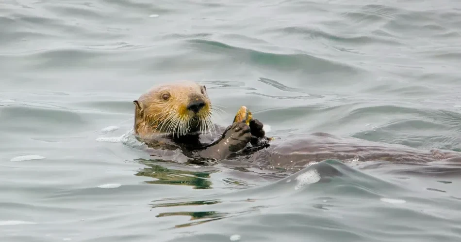 Hidden Morro Bay Insights Only Locals Fully Appreciate